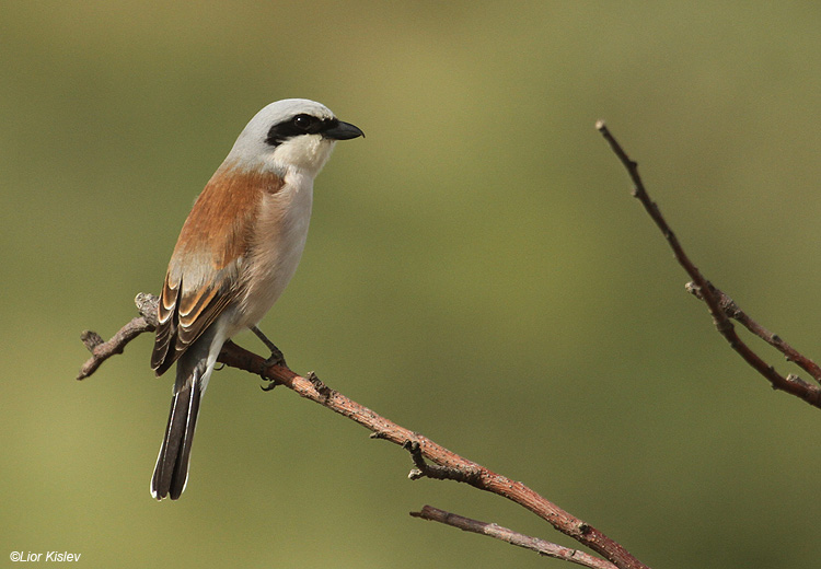 red backed shrike  Lanius collurio golan  26-04-10 copy.jpg